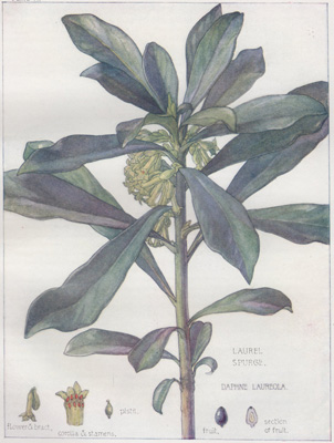 Laurel Spurge